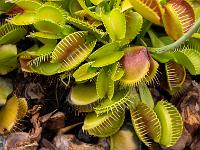 Fleischfressende Venusfallen